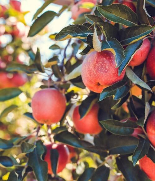 Une pomme dans la peau : le pouvoir antioxydant de l'Akane