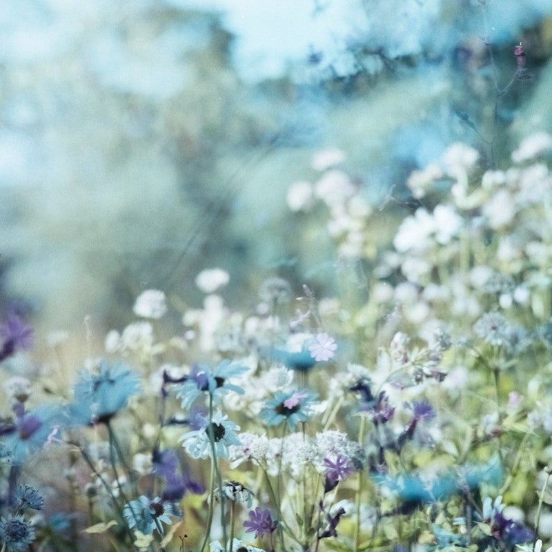 Les eaux florales, le geste à ne pas oublier !