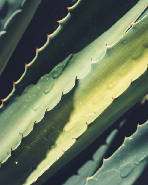 Comment bénéficier de toutes les vertus de l’aloe vera ?