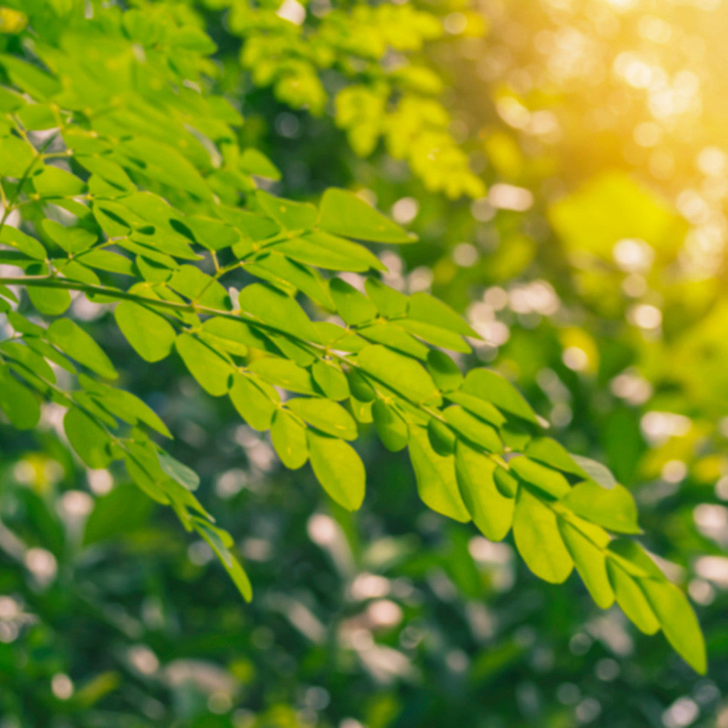 Les bienfaits du Moringa