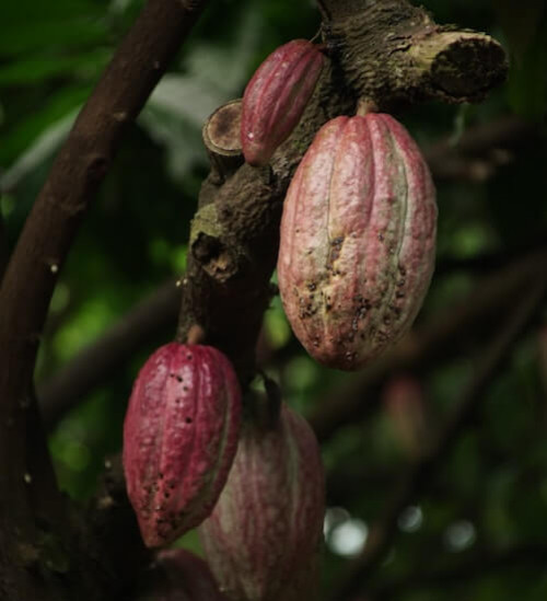 Tout savoir sur le cacao